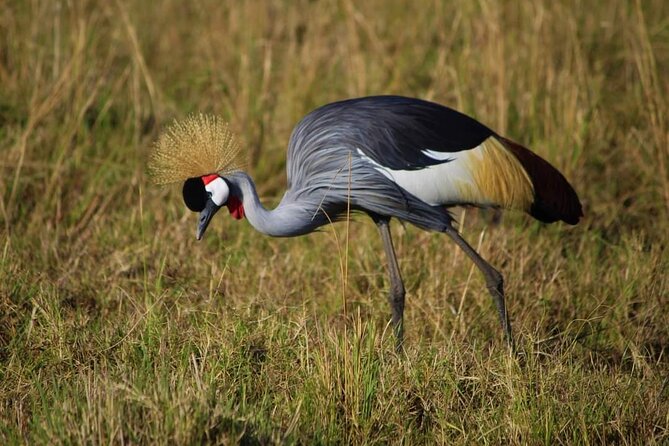 3 Days Masai Mara Flight Safari - Meal Experiences