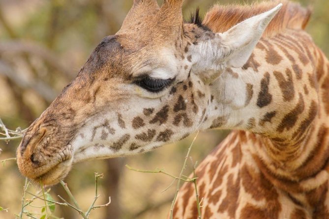 3 Days Masai Mara National Reserve Safari - Wildlife and Scenery Highlights