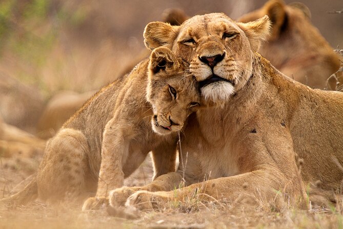 3 Days Ngorongoro & Serengeti Fly in Safari - Accommodation and Meals