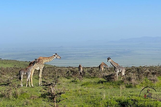 3 Days Safari in North- Ngorongoro, Tarangire, Mt. Oldeani - Itinerary and Schedule