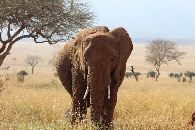 3 Days Safari Tsavo East and Taita Hills (Saltlick Lodge) - Inclusions and Exclusions