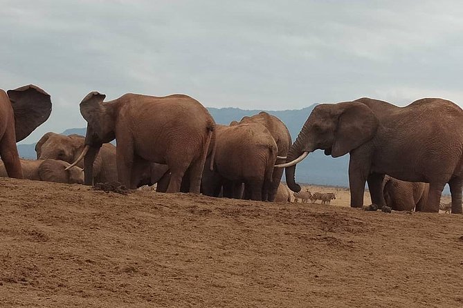 3 Days Safari Tsavo East and West - Wildlife Experiences