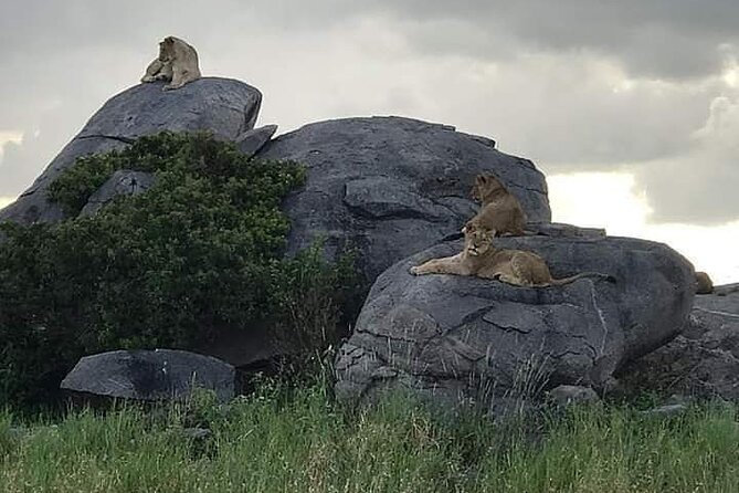 3 Days Serengeti National Park From Zanzibar - Wildlife Viewing Experiences
