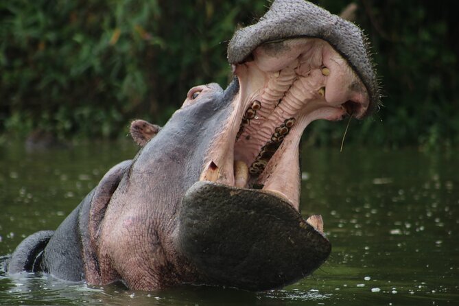 3 Days Tanzania Budget Group Joining Safari Tour - Accessibility Features