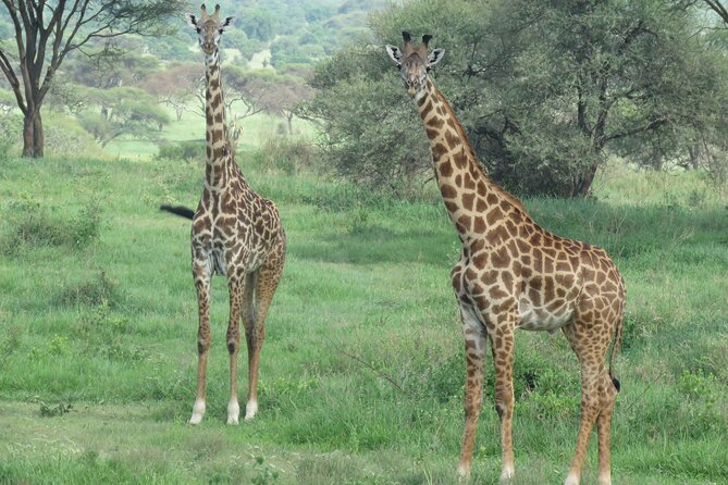 3 Days Tanzania Group Join Safari - Serengeti & Ngorongoro Crater - Meeting and Pickup