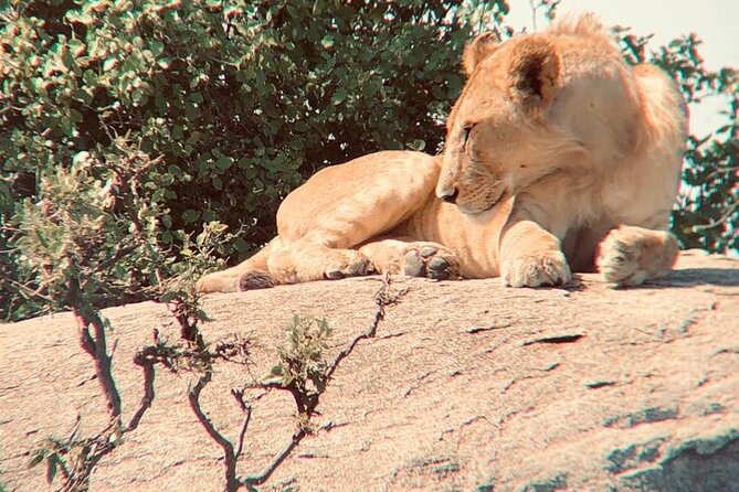 3 Days Tanzania Safari - Accessibility and Health