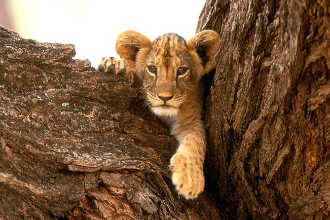 3 Days Tanzania Short and Spicy - Booking Process and Pricing