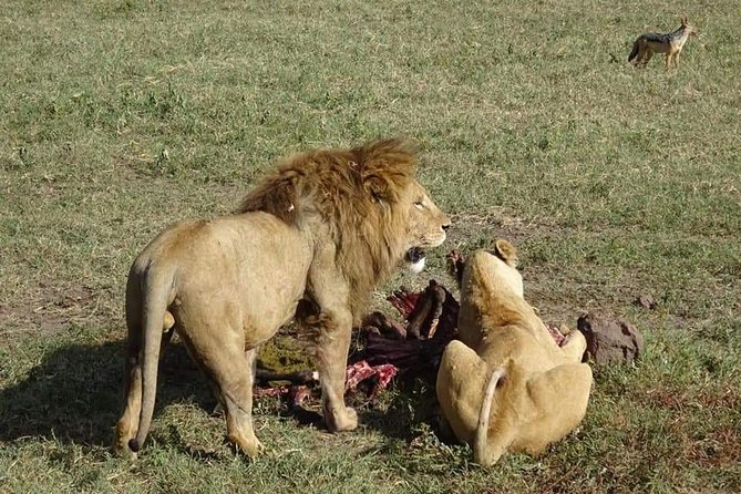 3 Days Tarangire, Lake Manyara and Ngorongoro - Transportation and Logistics