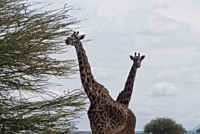 3 Days Tarangire, Manyara & Ngorongoro Mid-Range Camping Safari Tour Tanzania - Meeting and Pickup Details