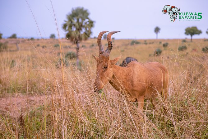 3 Days Wild Tour Queen Elizabeth National Park Safari Uganda - Accommodation Options