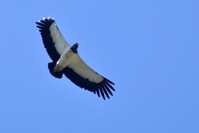 3-hour Belize Birdwatching Guided Tour - Accessibility and Participation
