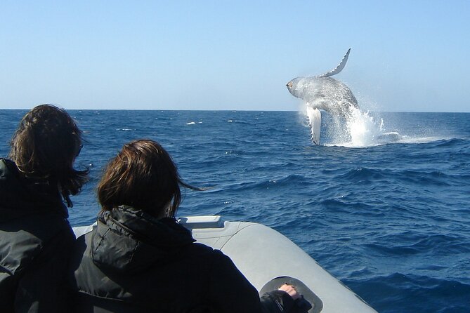 3-Hour Guided Whale and Dolphin Watching Experience in San Diego - Tour Highlights and Logistics