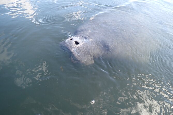 3 Hour Private Manatee Snorkel Tour - Accessibility and Additional Info