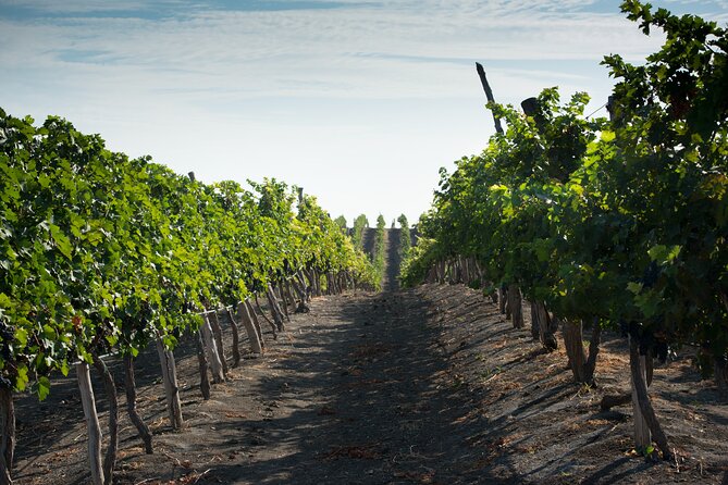 3-Hour Vineyard Wine Tour With Tasting - Discovering Bodega Dos Hemisferios