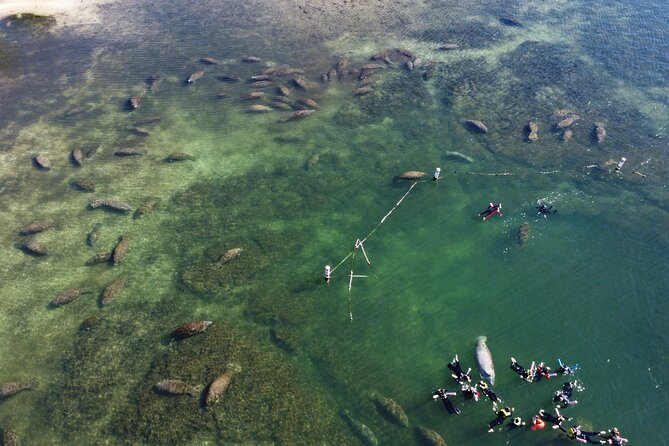 3 Hours Manatee Swim Tour in Florida - Safety Guidelines
