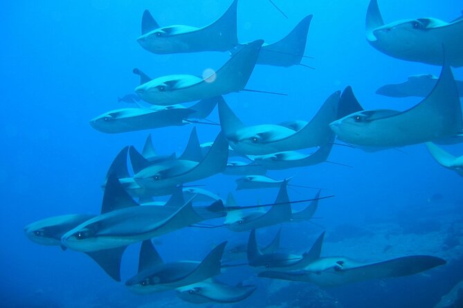 3 Tank Combo Cabo Reserve & Corridor, Certified Divers With MANTA - Meeting and Accessibility