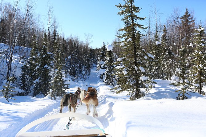 30-Minute Dog Sledding Tour in Fairbanks (Without Transportation) - Inclusions and Restrictions