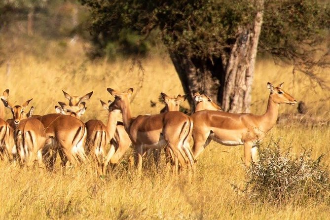 3days 2nights Tour to Uluguru Mountain and Mikumi National Park - Pickup and Meeting Details