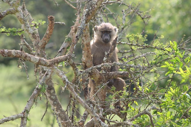 4 Day Gorilla Trekking & Golden Monkeys - Transportation Details