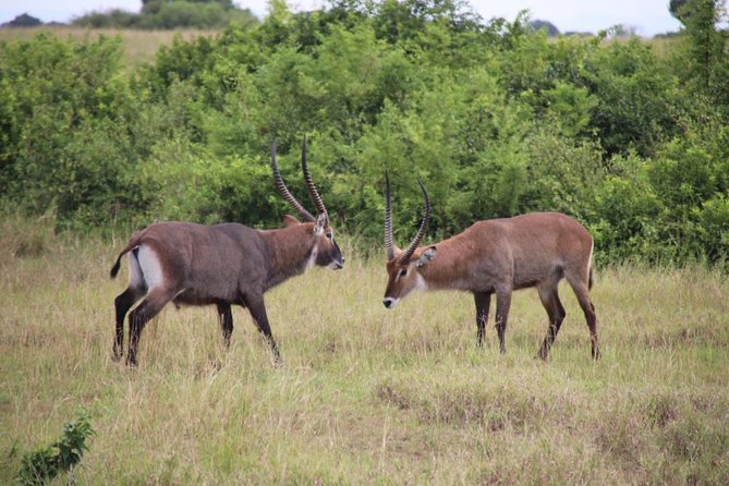 4-Day Gorillas, Wildlife and Chimpanzee Trek at Kalinzu Forest - Chimpanzee Encounter Experience