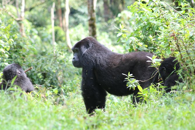 4 Day Gorillas, Wildlife and Chimpanzee Trek at Kibale - Accommodation and Meals