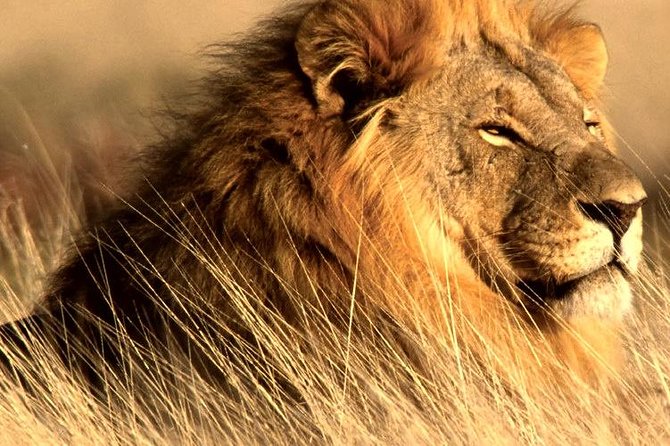4 Day Kruger National Park and Panorama Route Safari - Accessibility