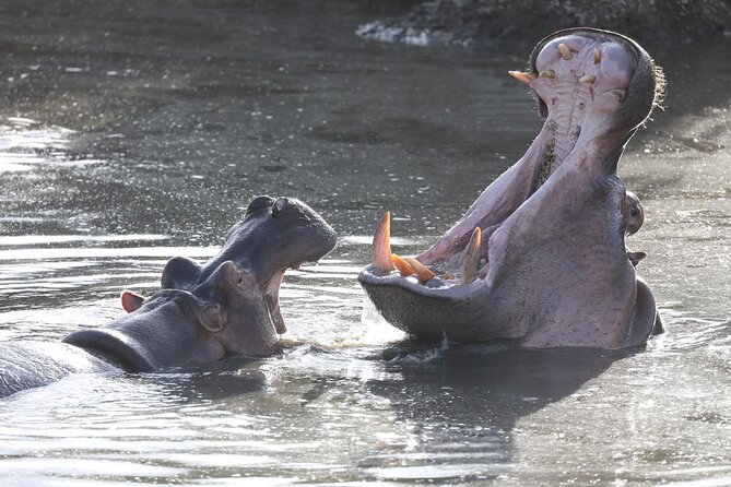 4-Day Lodge Private Tour to Tarangire, Serengeti and Ngorongoro - Pickup and Meeting Points