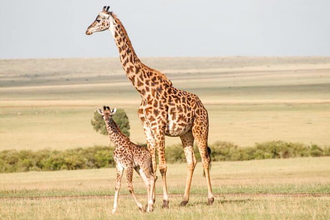 4-Day Masai Mara and Lake Nakuru Safari Tour From Nairobi - Transportation and Guide