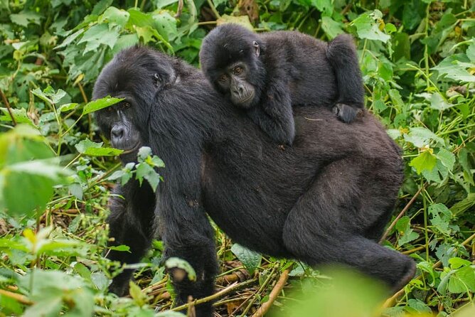 4-Day Private Tour in Bwindi Forest National Park - Pricing Details