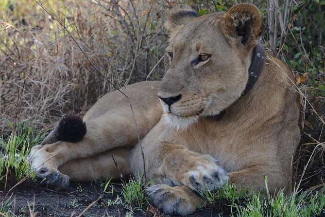 4-Day QENP, Gorillas in Bwindi and Lake Bunyonyi Relaxation - Exclusions