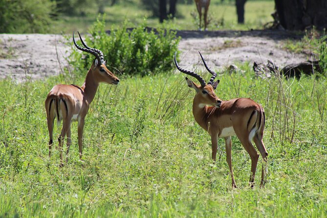 4-Day Safari in Tarangire, Serengeti & Ngorongoro (Mid-range) - Pickup and Arrival