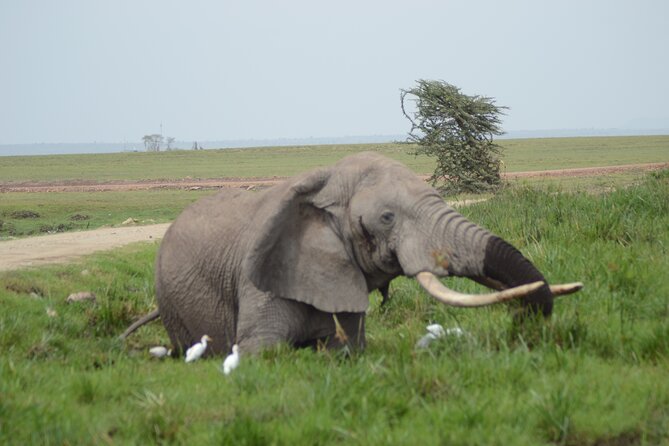 4-Day Safari to Tsavo and Amboseli From Diani Beach - Pickup Information