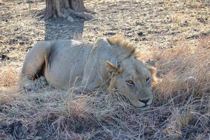 4 Day Serengeti & Ngorongoro Safari Wildlife Wonders of Tanzania - Daily Itinerary