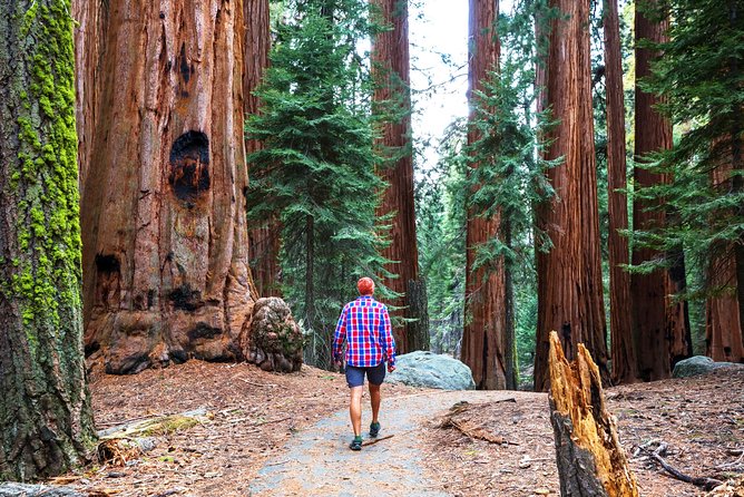 4 Day Sierra Nevada Tour of Yosemite and Tahoe From San Francisco - Guest Reviews and Feedback
