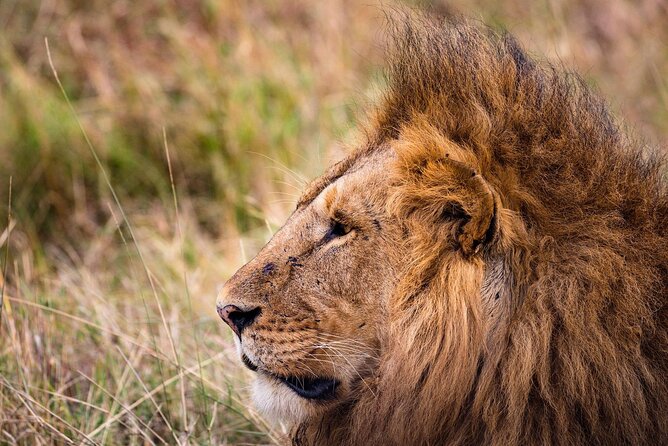 4-Day Simba Safari - Mid Range Tour - Meeting and Pickup Details