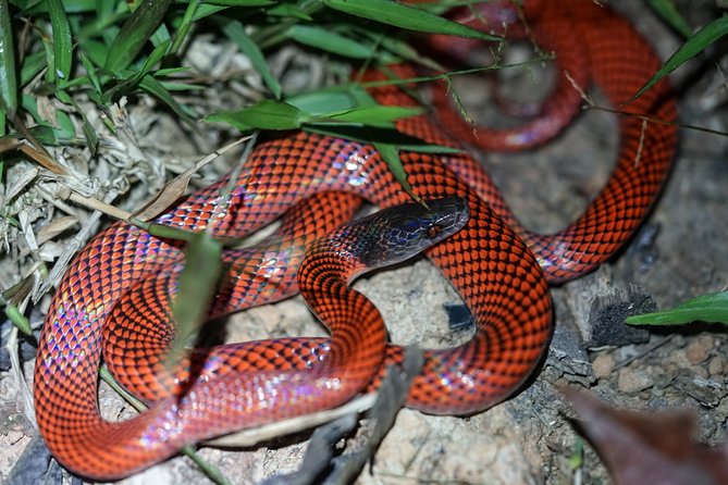 4-Day Wildlife Camping Tour to Pacaya-Samiria National Park From Iquitos, Peru - Getting to the Tour