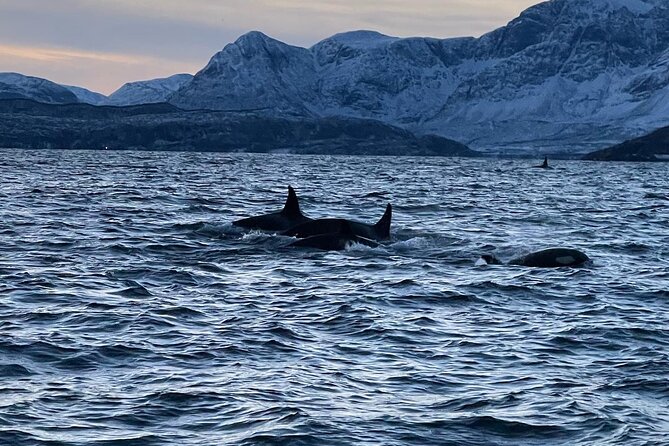 4 Days, 3 Countries Tour: Northern Lights and Moose - Accessibility Options