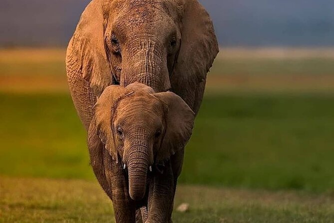 4-Days Bush to Bush Authentic Budget Safari - Exclusions to Consider
