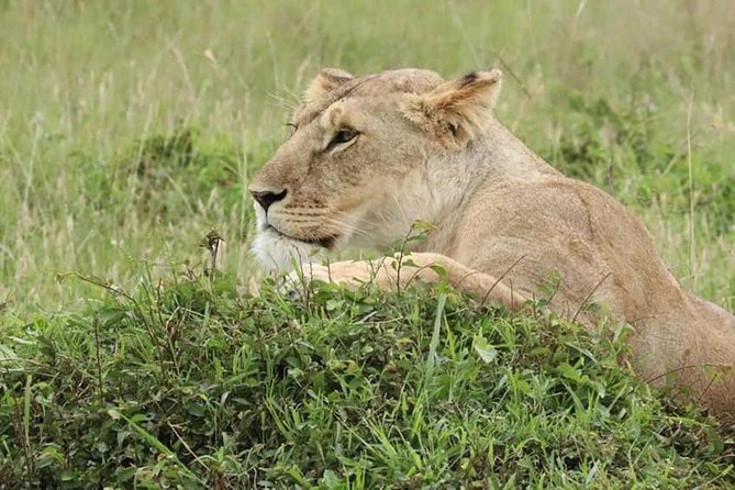 4 Days Enthralling Safaris in Kenya-lake Nakuru Masai Mara - Exclusions to Consider