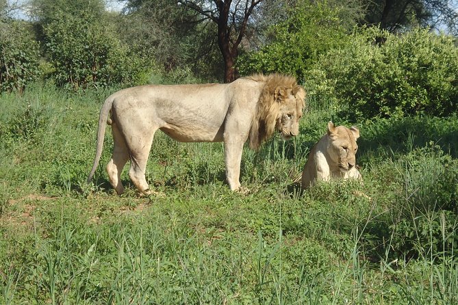 4 Days Joining Group Budget Camp Safari in Serengeti , Ngorongoro and Tarangire - Meeting and Pickup
