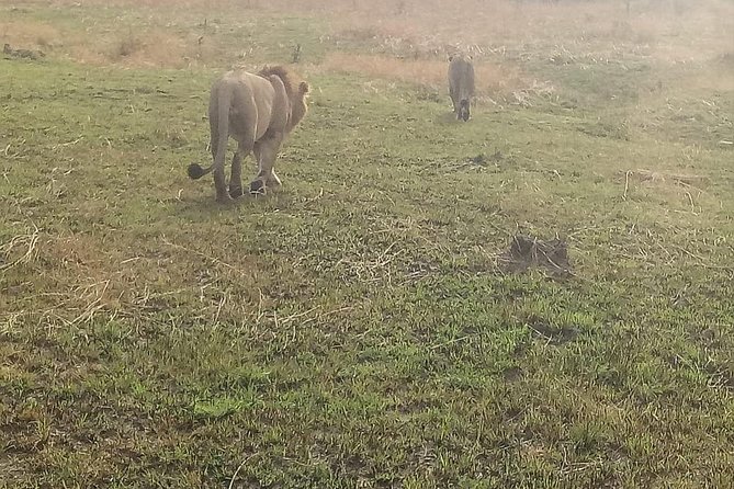 4 Days Maasi Mara-Nakuru National Park Budget Camping Safari - Meals Included