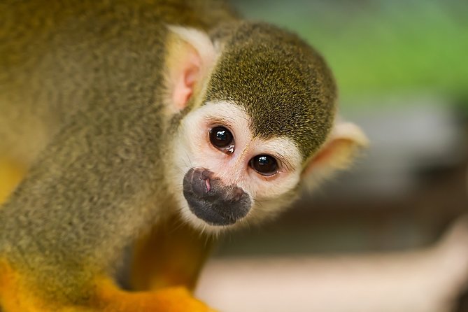 4 Days Manuel Antonio Beach & San José City Short Break From Manuel Antonio - Pricing and Booking