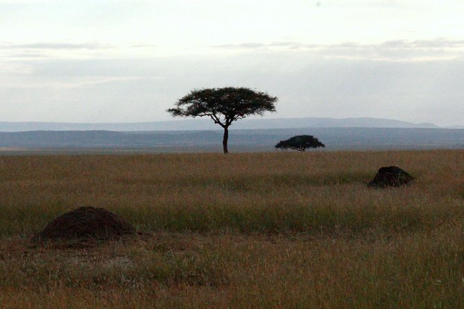 4 Days Masai Mara Camping Safari - Camping Experience