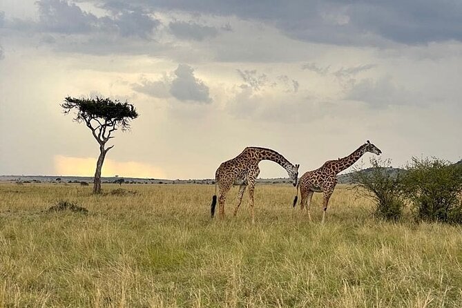4 Days Masai Mara & Lake Nakuru Group Joining Safari - Transportation and Guides