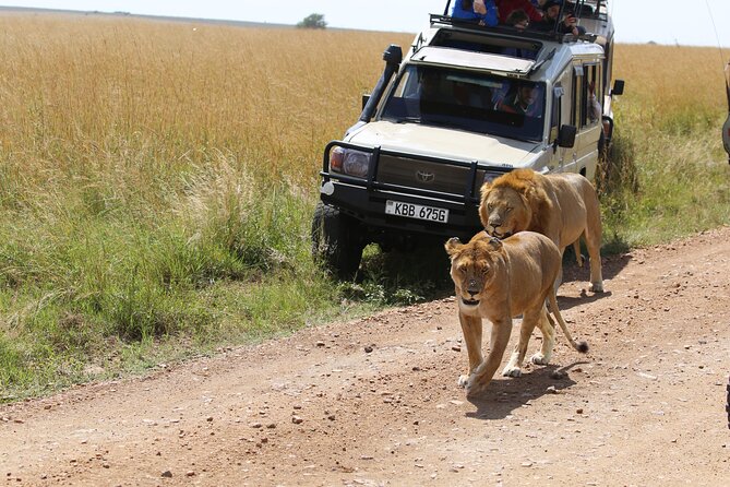 4 Days Masai Mara Lake Nakuru Jeep Safari - Highlights of the Tour