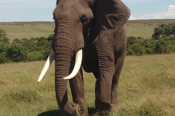 4 Days Safari to Lake Nakuru N/P and Maasai Mara N/R - Meeting and Pickup