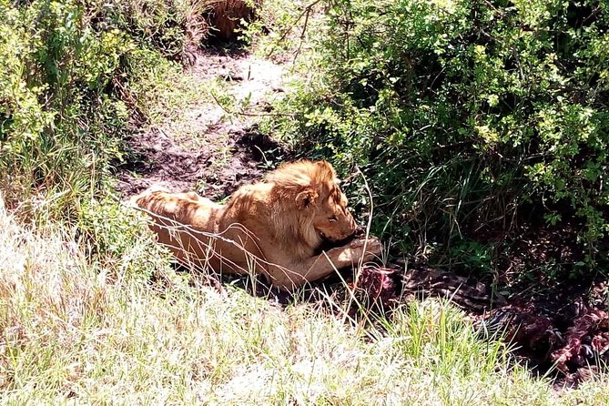 4-Days Safari: Tsavo East, West and Amboseli National Parks - Pricing and Booking