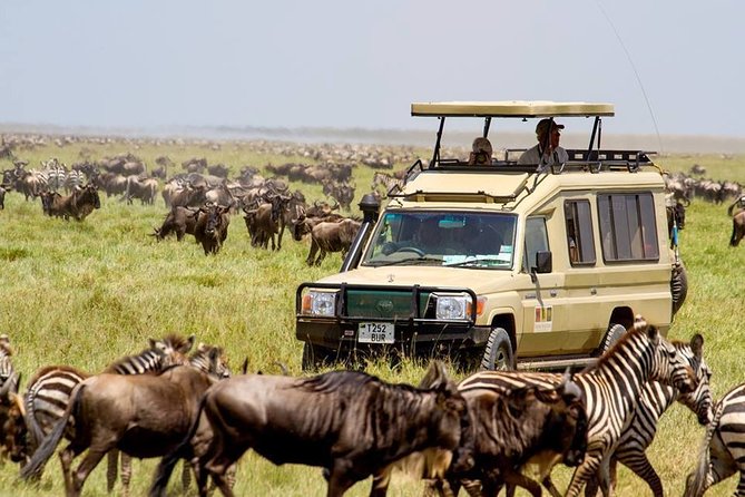 4 Days Serengeti and Ngorongoro Crater Tanzania Tour - Day 2: Exploring Serengeti