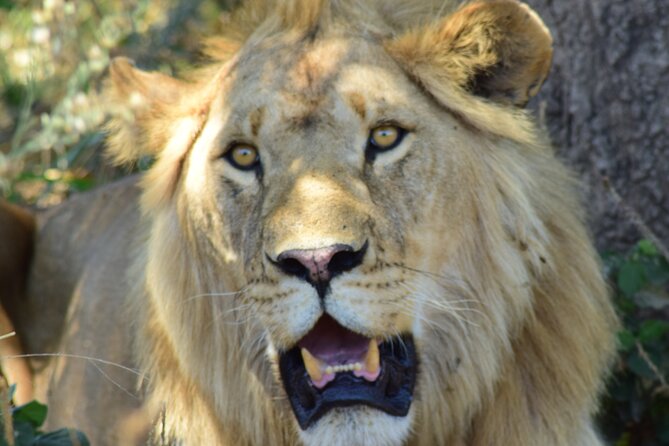 4 Days Tanzania Group Joining Safari With Mid-Range Accommodation - Meeting and Pickup