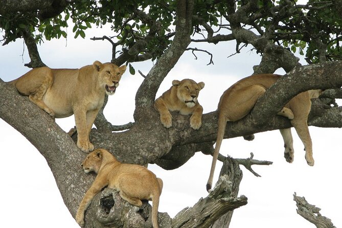 4 Days Tanzania National Parks Private Safari From Zanzibar - Inclusions and Exclusions